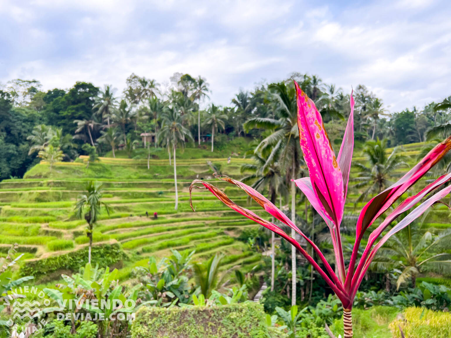 Viaje a Bali