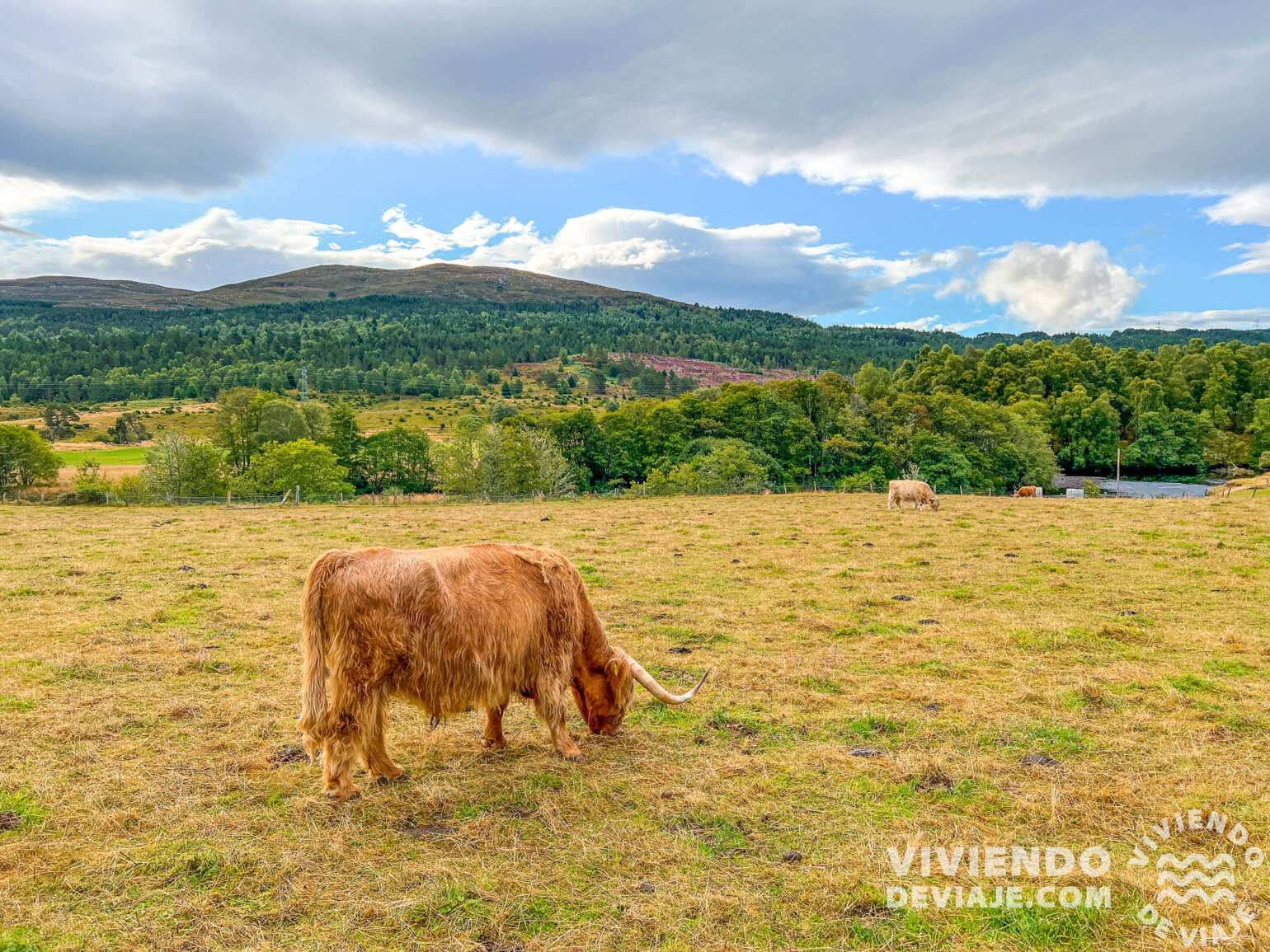 Vacas por las Highlands