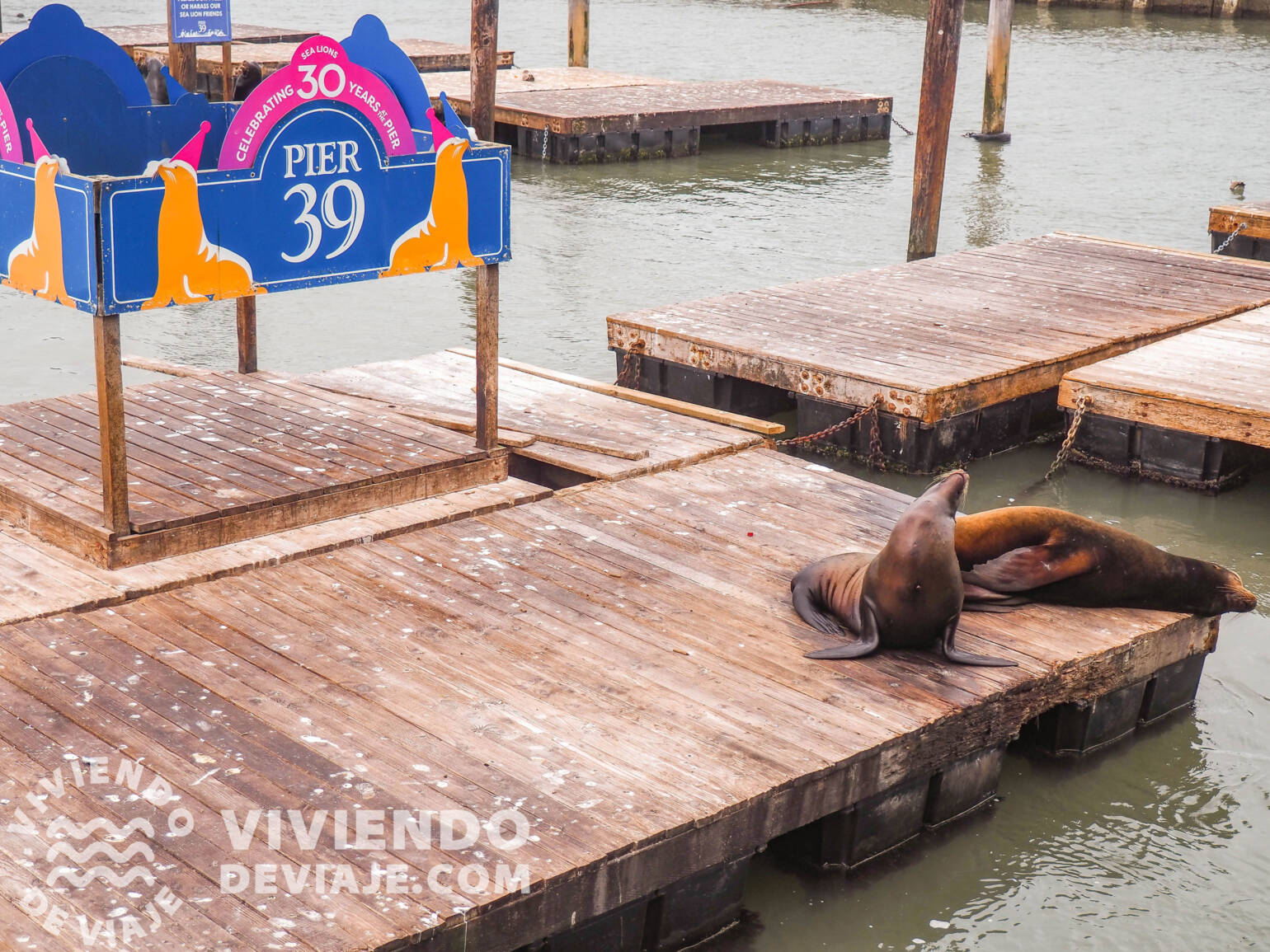 Leones marinos en el Pier 39