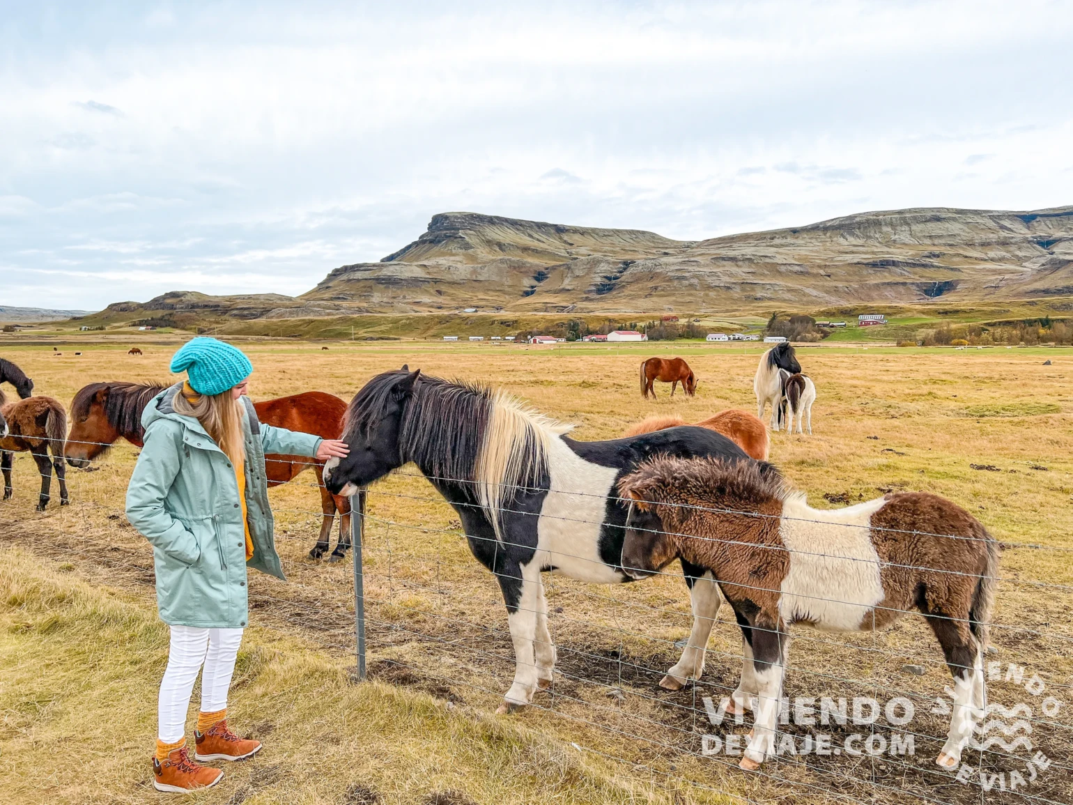 Caballos en Islandia